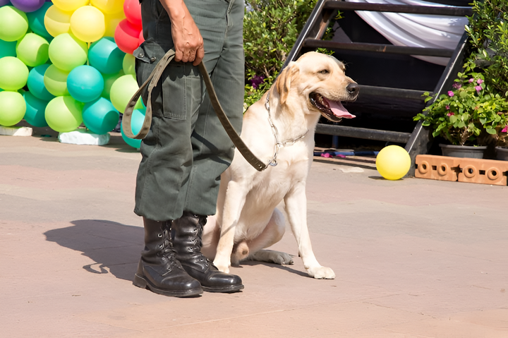 Leashes and Harnesses for Safe Walks